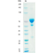 Anti-Human CD137 mAb