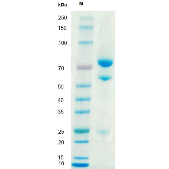 Anti-Human CD20 mAb