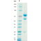 Anti-Human CD20 mAb