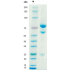 Anti-Human CD20 mAb