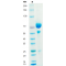 Anti-Human CD28 mAb