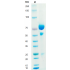 Anti-Human CD28 mAb