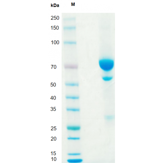 Anti-Human CD52 mAb