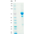 Anti-Human CD52 mAb