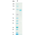 Recombinant Human HGF Protein