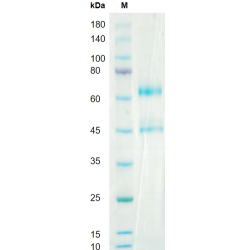 Recombinant Human IL-12 Protein