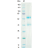 Recombinant Human IL-12 Protein