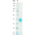 Recombinant Human LIF Protein