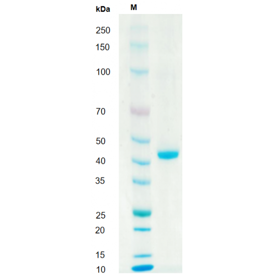 Recombinant Human TGF-β3 Protein